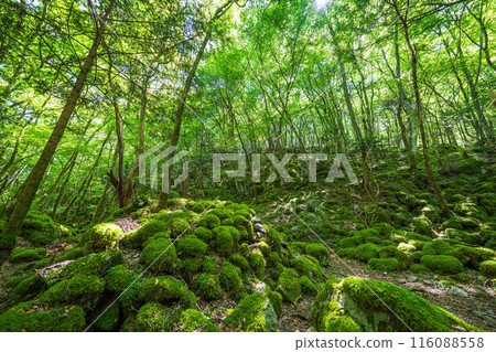 [Famous place for moss] Yamainudake [Kamikatsu Town] 116088558
