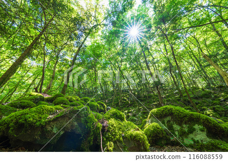 [Famous place for moss] Yamainudake [Kamikatsu Town] 116088559