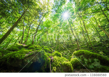 [Famous place for moss] Yamainudake [Kamikatsu Town] 116088560