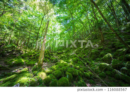 [Famous place for moss] Yamainudake [Kamikatsu Town] 116088567