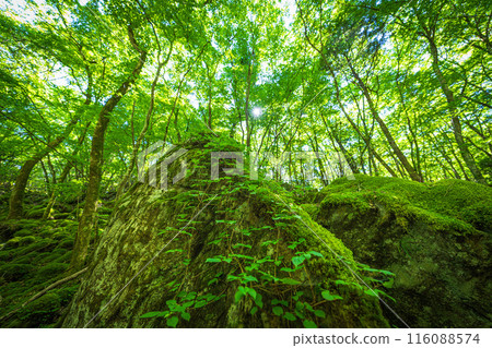[Famous place for moss] Yamainudake [Kamikatsu Town] 116088574