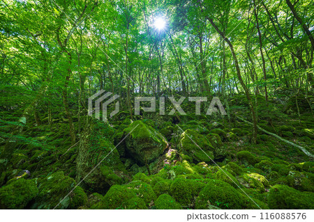 [Famous place for moss] Yamainudake [Kamikatsu Town] 116088576