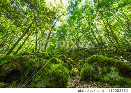 [Famous place for moss] Yamainudake [Kamikatsu Town] 116088583