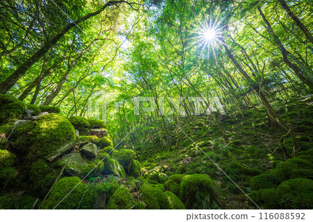 [苔蘚的名勝] Yamainudake [上勝町] 116088592