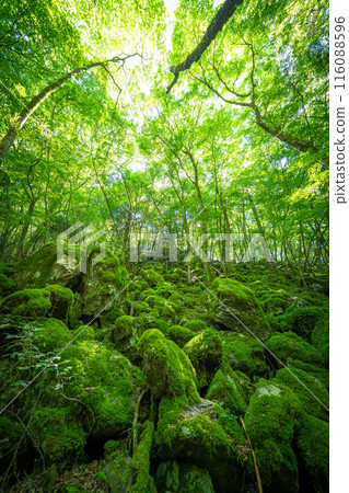 [Famous place for moss] Yamainudake [Kamikatsu Town] 116088596