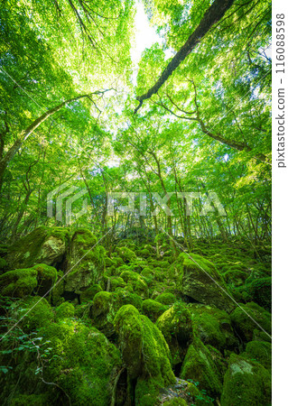 [Famous place for moss] Yamainudake [Kamikatsu Town] 116088598