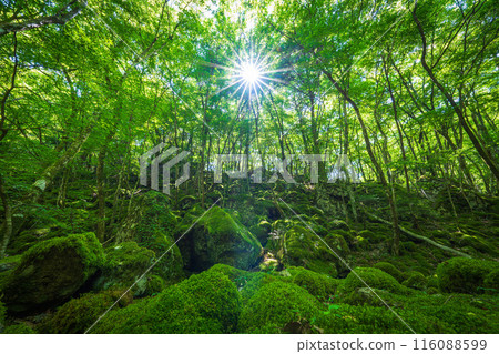 [Famous place for moss] Yamainudake [Kamikatsu Town] 116088599
