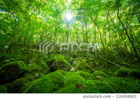 [Famous place for moss] Yamainudake [Kamikatsu Town] 116088601
