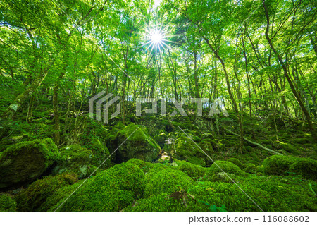 [Famous place for moss] Yamainudake [Kamikatsu Town] 116088602