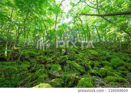 [Famous place for moss] Yamainudake [Kamikatsu Town] 116088604