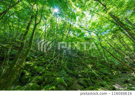 [Famous place for moss] Yamainudake [Kamikatsu Town] 116088616