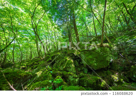 [Famous place for moss] Yamainudake [Kamikatsu Town] 116088620