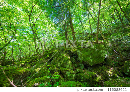 [Famous place for moss] Yamainudake [Kamikatsu Town] 116088621