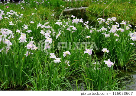 城北公園菖蒲花園菖蒲 城北公園菖蒲花園菖蒲 116088667