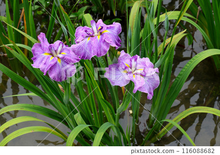 城北公園菖蒲花園菖蒲 城北公園菖蒲花園菖蒲 116088682