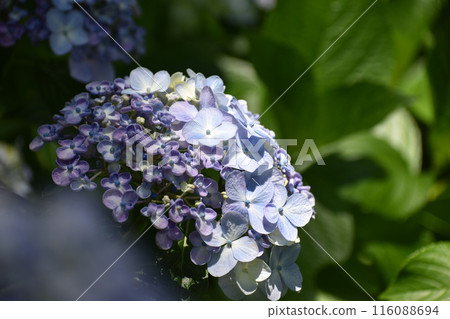 可愛的大福繡球花 116088694