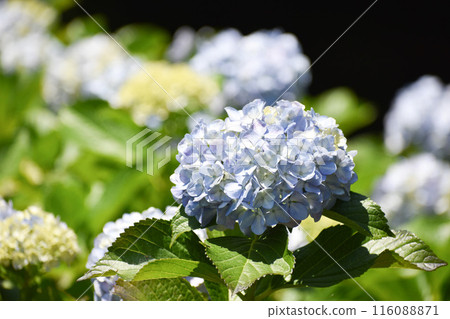 淡紫色繡球花 淡紫色繡球花 116088871