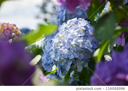 淡紫色繡球花 116088996