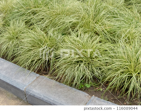 Carex oshimensis or Japanese sedge grass garden in the urban design Carex oshimensis or Japanese sedge grass garden in the urban design 116089044