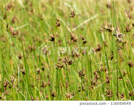 Bolboschoenus maritimus or sea clubrush flowering plants swaying by the wind blurred natural background 116089049