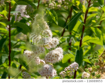 Spiraea alba, meadowsweet or pale bridewort white pink flowers and bright green blurred foliage Spiraea alba, meadowsweet or pale bridewort white pink flowers and bright green blurred foliage 116089053