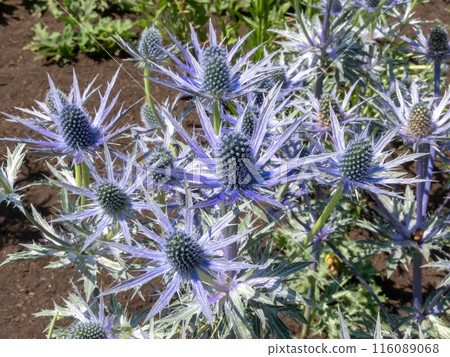 Eryngium, eryngo or sea holly cultivar with spiky blue flowers 116089068