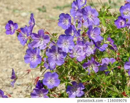 Violet-blue geranium or cranesbill hybrid flowers with white center 116089076