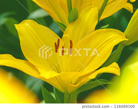 Yellow lily or lilium flower with blurred foreground 116089100