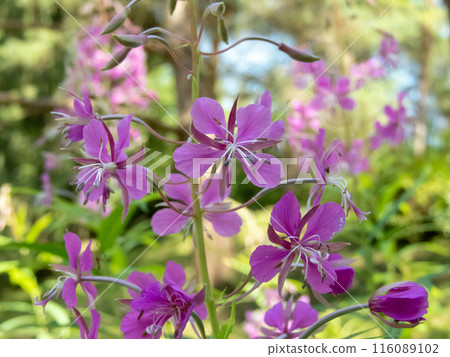 Chamaenerion angustifolium,fireweed or rosebay willowherb pink flowers close-up 116089102