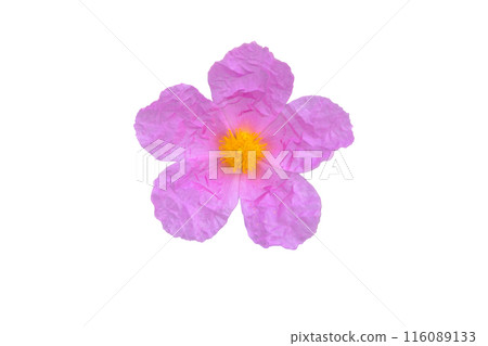 Cistus albidus or grey-leaved cistus pink flower with crinkled petals and yellow stamens isolated on white 116089133