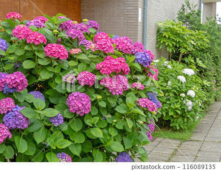 Hydrangea flowering shrub in the urban landscaping. 116089135