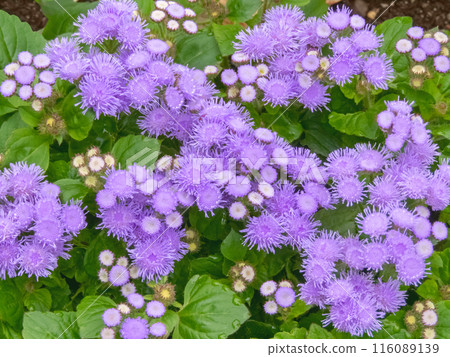 Ageratum houstonianum or flossflower annual flowering plant 116089139
