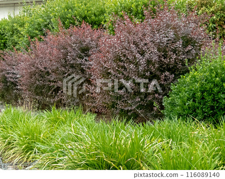 Carex morrowii or japanese sedge and multicolor bush hedge. 116089140