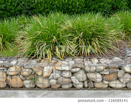 Gabion wall,carex morrowii or japanese sedge and bush hedge. 116089141