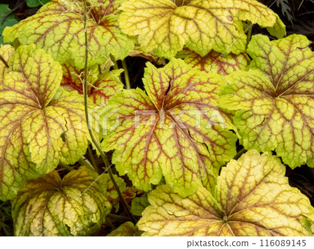 Heuchera plant hybrid with yellow leaves and red veins. Heuchera plant hybrid with yellow leaves and red veins. 116089145