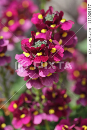 Elfes mirror (Nemesia) Elfes mirror (Nemesia) 116089177