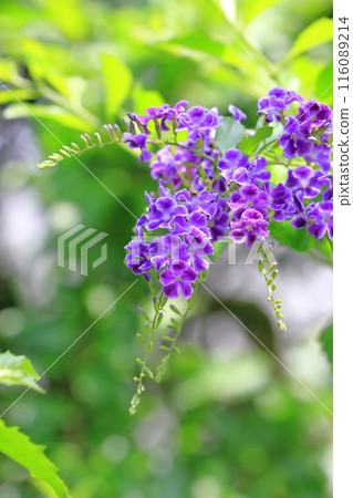 Purple duranta (or harematsuri) flowers Purple duranta (or harematsuri) flowers 116089214
