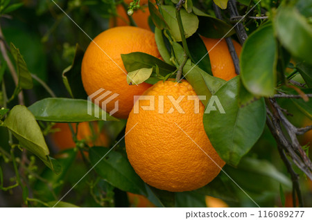orange tree branches with ripe juicy fruits. natural fruit background outdoors. 3 orange tree branches with ripe juicy fruits. natural fruit background outdoors. 3 116089277