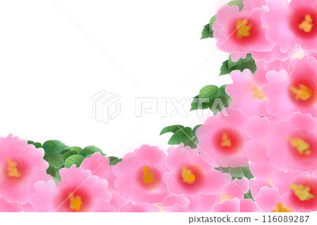 Rose of Sharon flower card 1 Rose of Sharon flower card 1 116089287