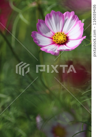 粉紅波斯菊【千葉縣佐倉市佐倉故裡廣場】 粉紅波斯菊【千葉縣佐倉市佐倉故裡廣場】 116089486