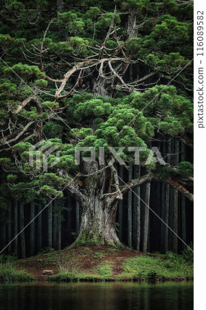 Majesty of the Forest God Majesty of the Forest God 116089582