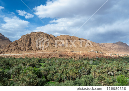 Verdant Oasis at Todra Gorges, Morocco. 116089838