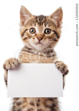 Adorable Tabby Cat Peeking Over Blank White Sign Isolated on White Background 116089908