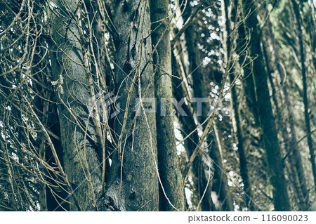 Lots of tree trunks on a summer day. A dense thicket of branches, where there is a place to copy. High quality photo Lots of tree trunks on a summer day. A dense thicket of branches, where there is a place to copy. High quality photo 116090023