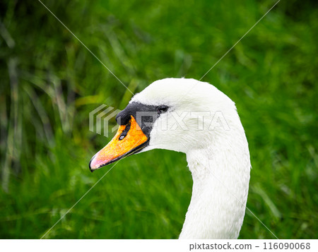 A swan's head, with its orange beak and black eye, peeks out from a vibrant green background, suggesting a moment of calm amidst the lush natural setting. 116090068
