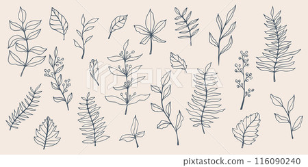 vector contour branch and leaves. Elegant branches. outline element without background. hand drawn monochrome botanical illustration, wedding cards, logo, tattoo 116090240