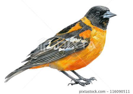 Baltimore oriole, Pastel-colored, in hand-drawn style, watercolor, isolated on white background Baltimore oriole, Pastel-colored, in hand-drawn style, watercolor, isolated on white background 116090511