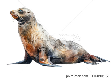 California sea lion, Pastel-colored, in hand-drawn style, watercolor, isolated on white background California sea lion, Pastel-colored, in hand-drawn style, watercolor, isolated on white background 116090537