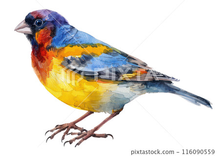Gouldian finch, Pastel-colored, in hand-drawn style, watercolor, isolated on white background Gouldian finch, Pastel-colored, in hand-drawn style, watercolor, isolated on white background 116090559