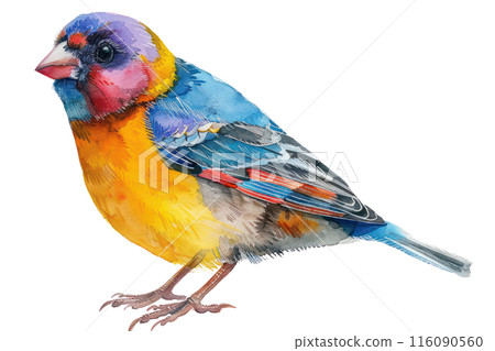 Gouldian finch, Pastel-colored, in hand-drawn style, watercolor, isolated on white background 116090560